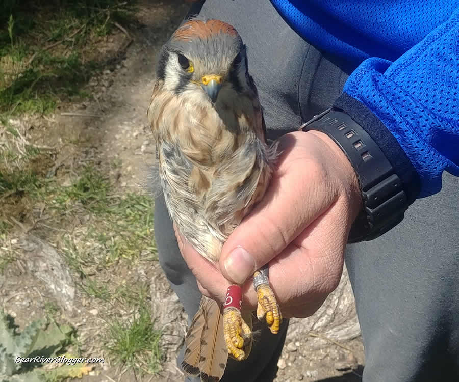 american kestrel caught, leg-banded, and released by Hawkwatch International